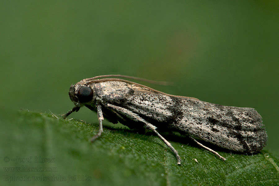 Ephestia welseriella