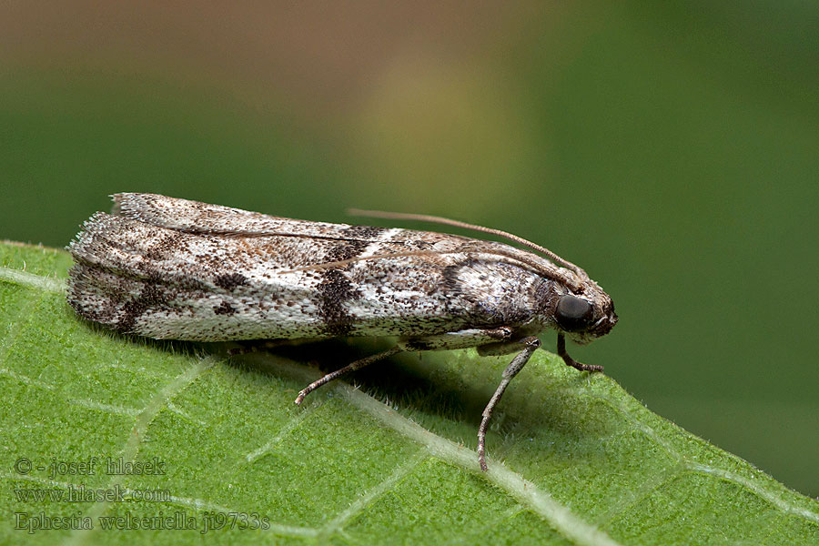 Ephestia welseriella