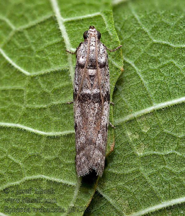 Ephestia welseriella