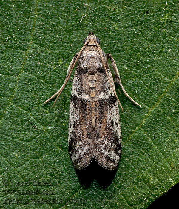 Ephestia welseriella