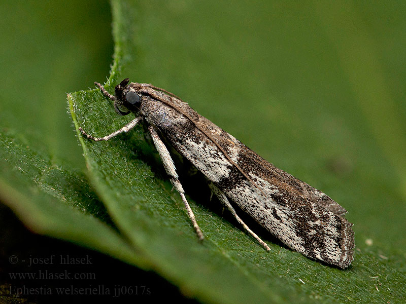 Ephestia welseriella