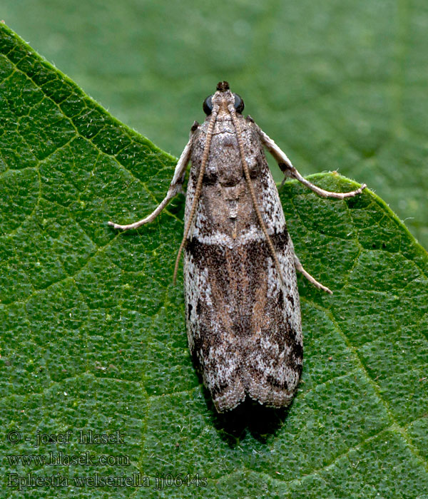 Ephestia welseriella