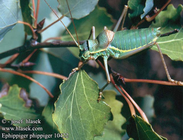 Ephippiger ephippiger Kobylka révová Saddle-backed Bush Cricket Ephippigère vignes Weibliche Steppen-Sattelschrecke Zadelsprinkhaan Sedlasti skakavac Nyerges szöcske Siodlarka stepowa Grilo Arbustos Эффипигер виноградный Седлоносец Sedlovka bronzová Zelena sedlarka Chicharra alicorta Grillo matorral