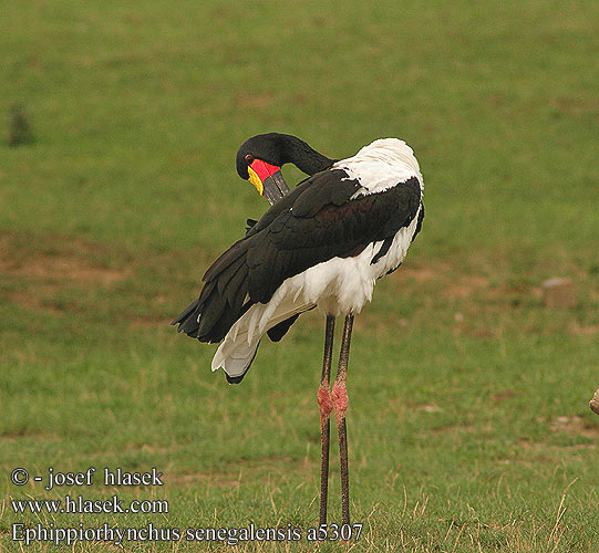 Ephippiorhynchus senegalensis Saddlebill Saddle-billed Saddlebilled Stork