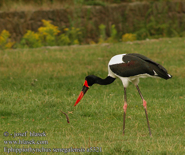 Ephippiorhynchus senegalensis a5321