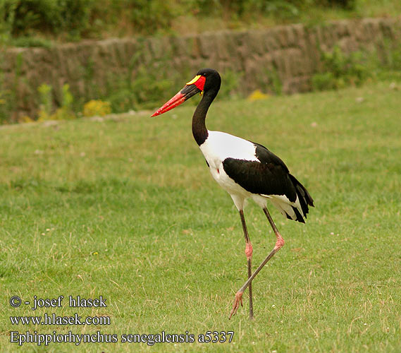 Ephippiorhynchus senegalensis a5337