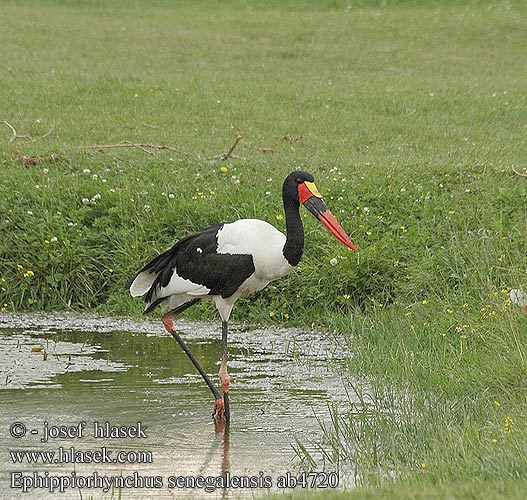 Bocian sedlatý Čáp sedlatý Jabirú africano Sadelnäbbstork Saalbekooievaar