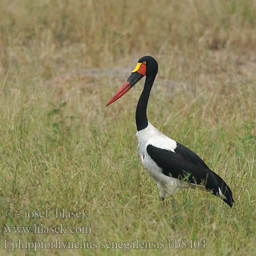 Ephippiorhynchus senegalensis bb8404