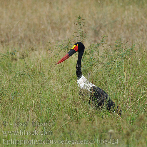 Ephippiorhynchus senegalensis bb8424