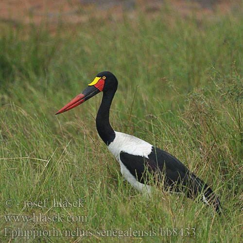 Ephippiorhynchus senegalensis bb8433