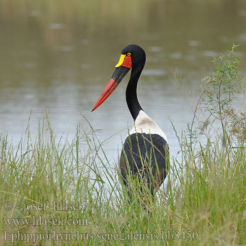 Ephippiorhynchus senegalensis bb8450