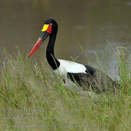 Čáp sedlatý Jabirú africano Sadelnäbbstork Saalbekooievaar