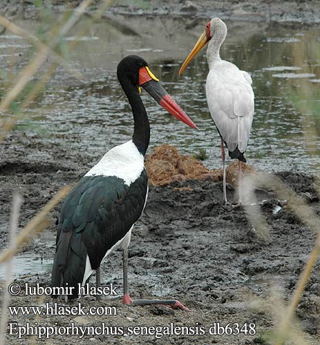 Afriška sedlarica Sadelnebbstork Ephippiorhynchus senegalensis