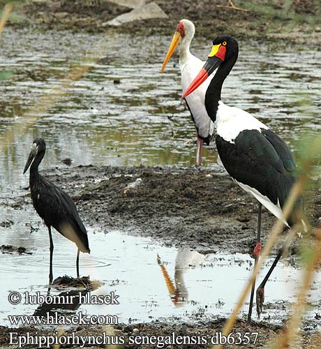 Saddlebill Saddle-billed Saddlebilled Stork Saddelnæb Afrikansatulahaikaralta