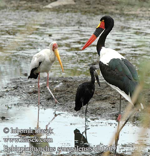 Jabiru afrique Zadelbek ooievaar Becco sella africano Nyerges gólya