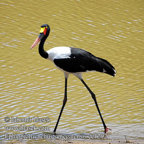 Jabirú africano Sadelnäbbstork Saalbekooievaar