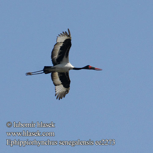 Ephippiorhynchus senegalensis ee2273