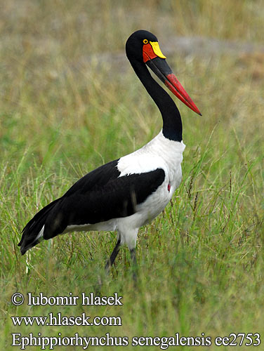 Ephippiorhynchus senegalensis ee2753