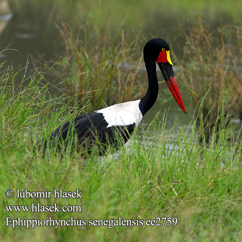 Sadelnebbstork Ephippiorhynchus senegalensis Saddlebill Saddle-billed Saddlebilled Stork