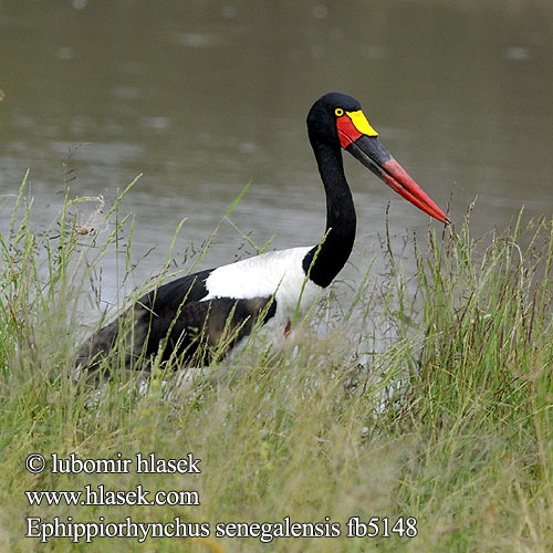 Ephippiorhynchus senegalensis Saddlebill Saddle-billed Saddlebilled Stork