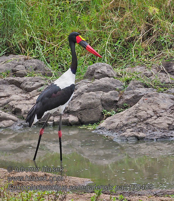 Ephippiorhynchus senegalensis