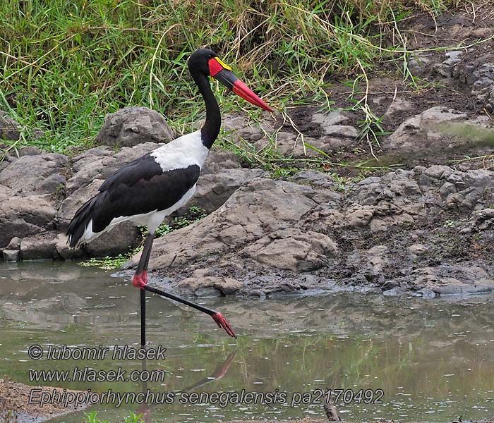 Ephippiorhynchus senegalensis