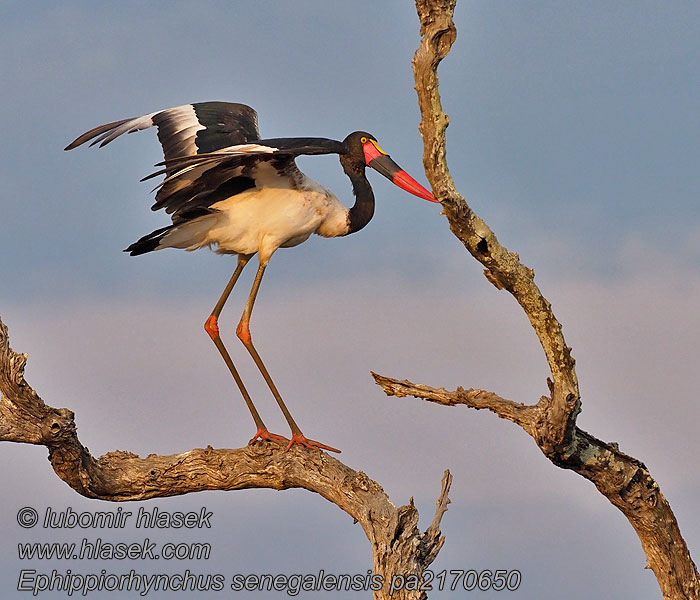 Ephippiorhynchus senegalensis