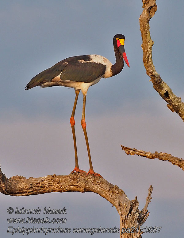 Ephippiorhynchus senegalensis