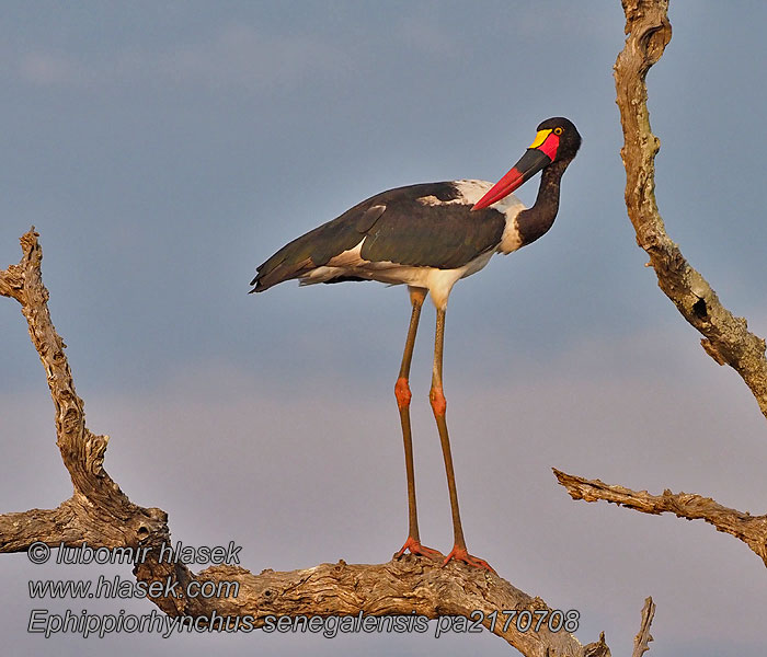 Ephippiorhynchus senegalensis