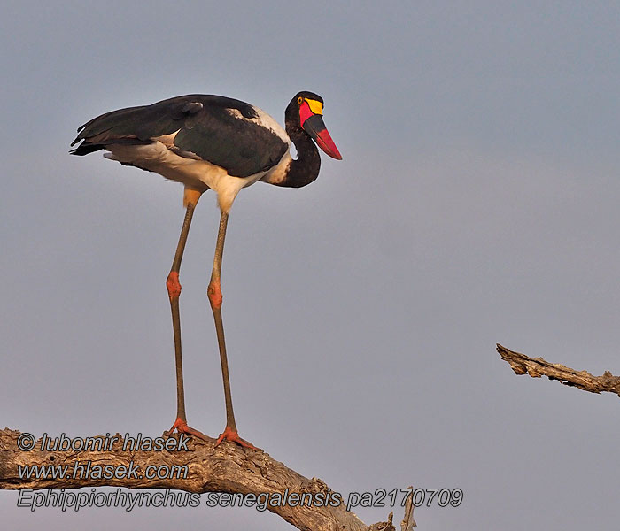 Ephippiorhynchus senegalensis