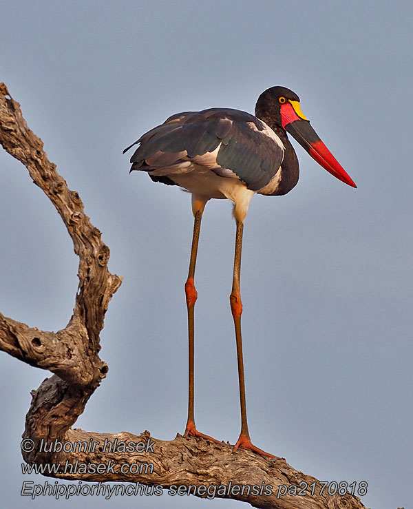 Ephippiorhynchus senegalensis