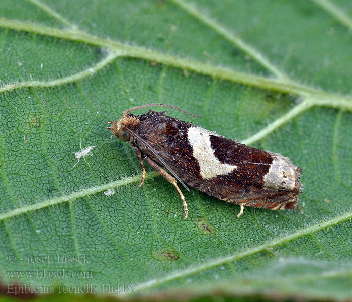 Epiblema foenella foenellum Obaľovač hákoškvrnný