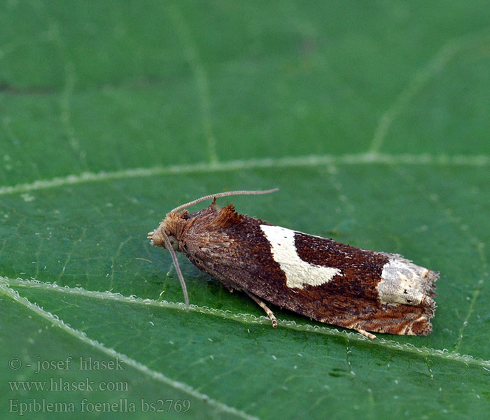 Epiblema foenella ヨモギネムシガ