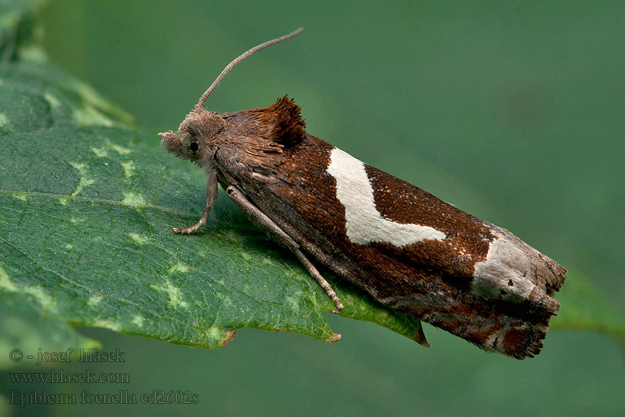 Epiblema foenella