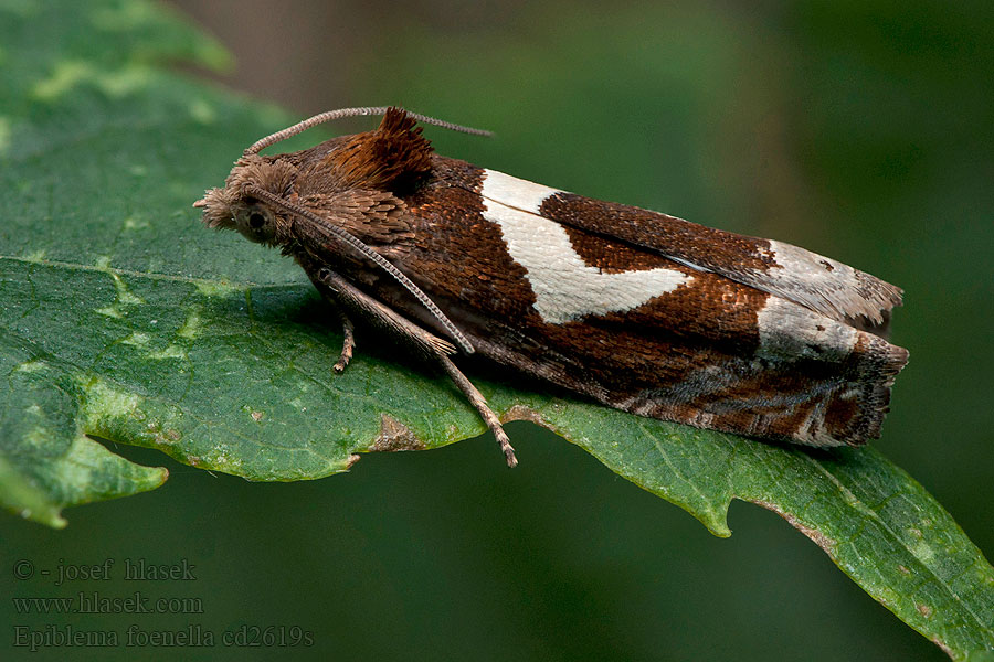 Epiblema foenella