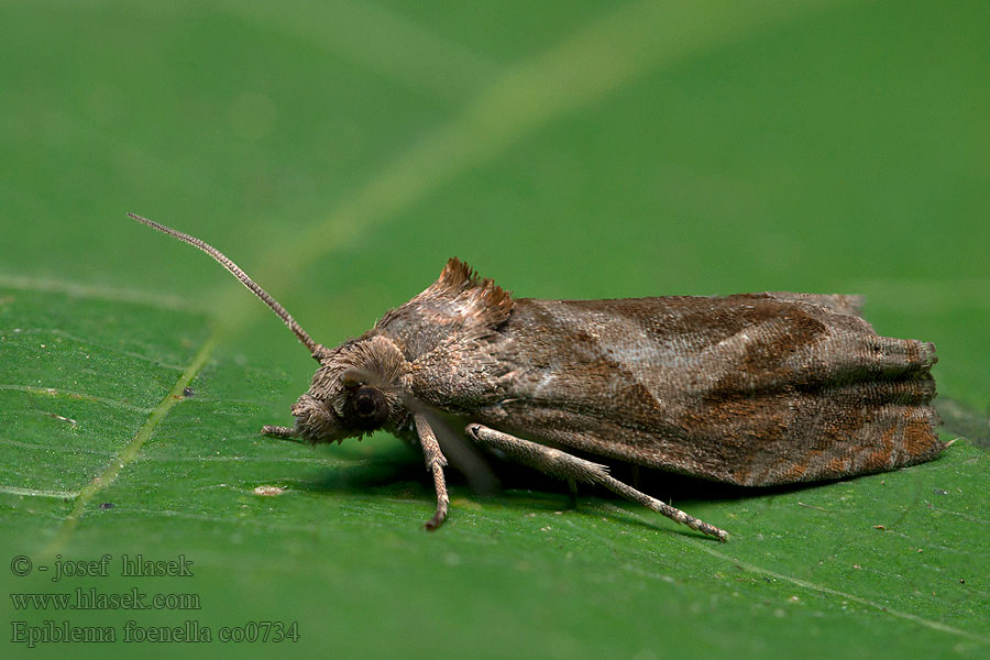 Epiblema foenella
