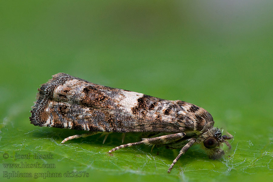 Epiblema graphana Obaľovač stepný Листовертка тысячелистниковая