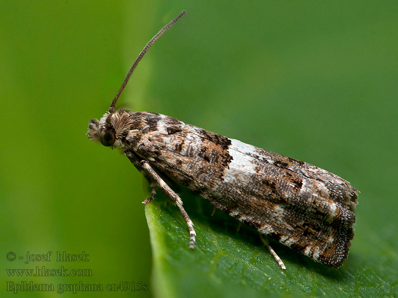 Epiblema graphana Pachówka pismareczka Duizendbladzadelmot