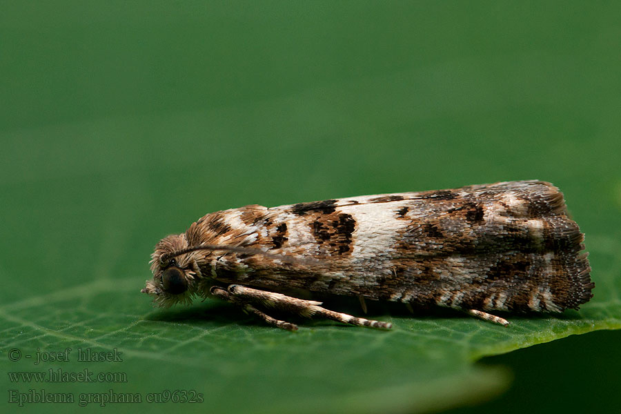 Листовертка тысячелистниковая Epiblema graphana