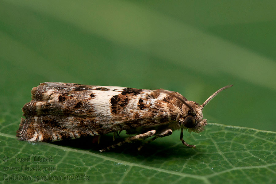 Pachówka pismareczka Epiblema graphana