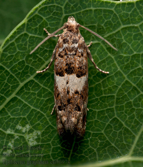 Röllekstjälkvecklare Epiblema graphana