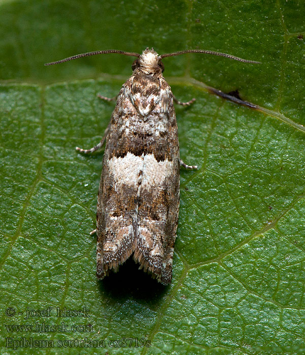 Tidselrodvikler Epiblema scutulana