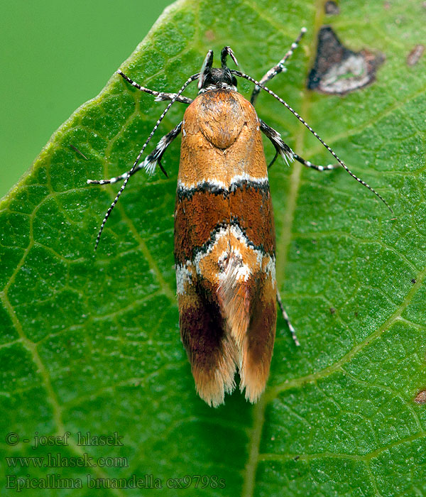 Epicallima bruandella