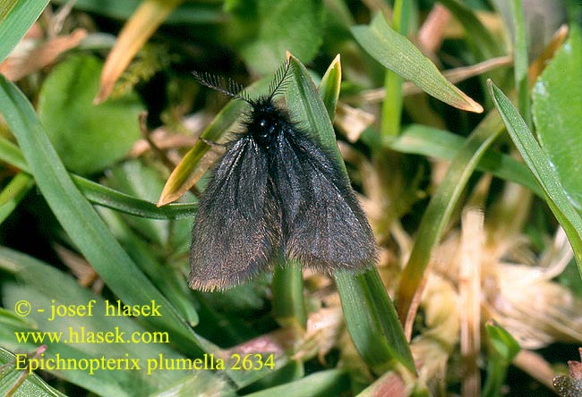 Epichnopterix plumella