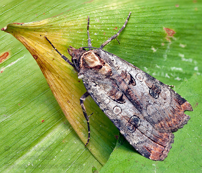 Osenice žlutošedá Epilecta linogrisea Noctua