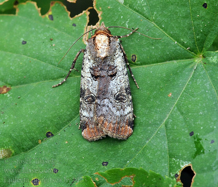 Epilecta linogrisea Noctua Osenice žlutošedá