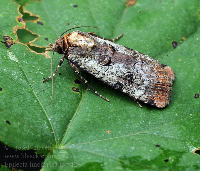 Epilecta linogrisea Noctua Silbergraue Bandeule