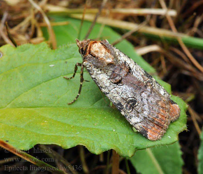 Epilecta linogrisea Noctua Mora drchničková