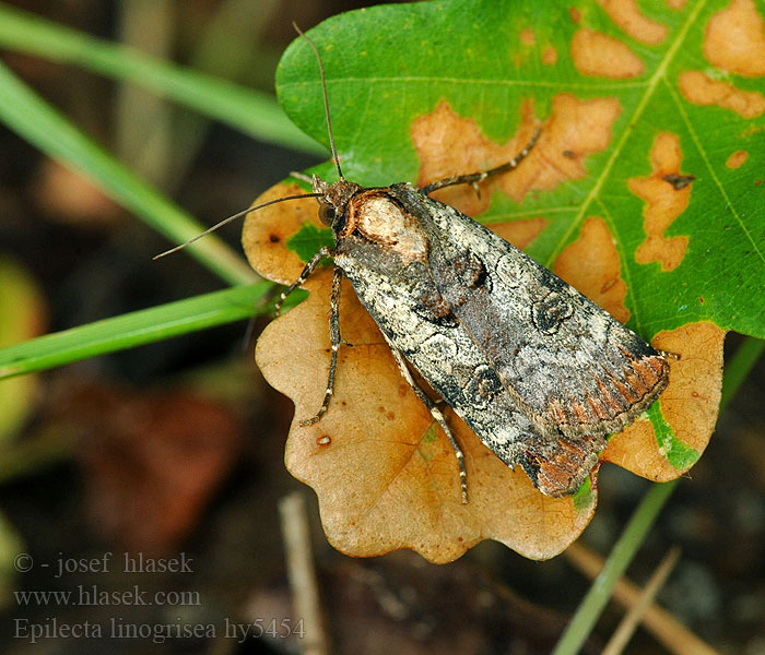 Epilecta linogrisea Noctua Совка серебристо-серая