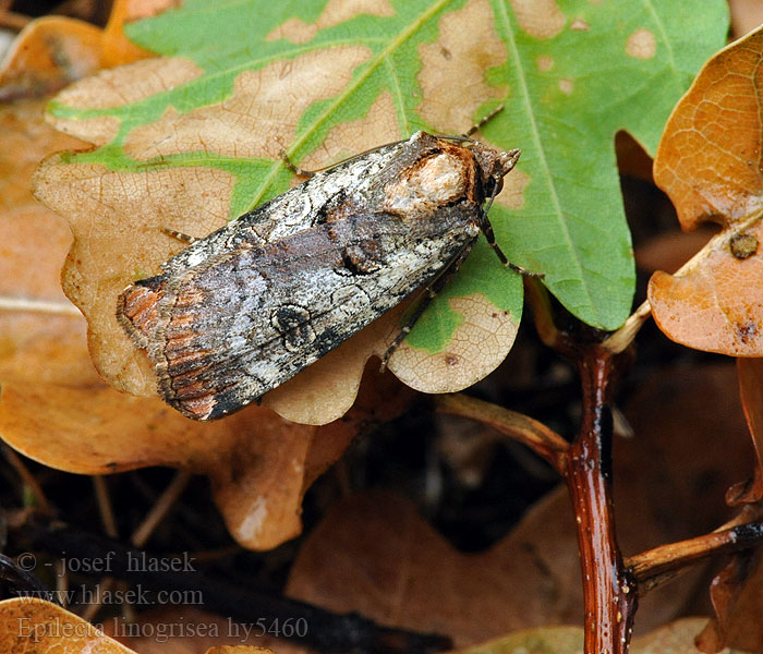 Epilecta linogrisea Noctua Fűbagoly